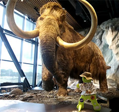 Timmy meets the Wooly Mammoth at the Bell Museum, Saint Paul, MN